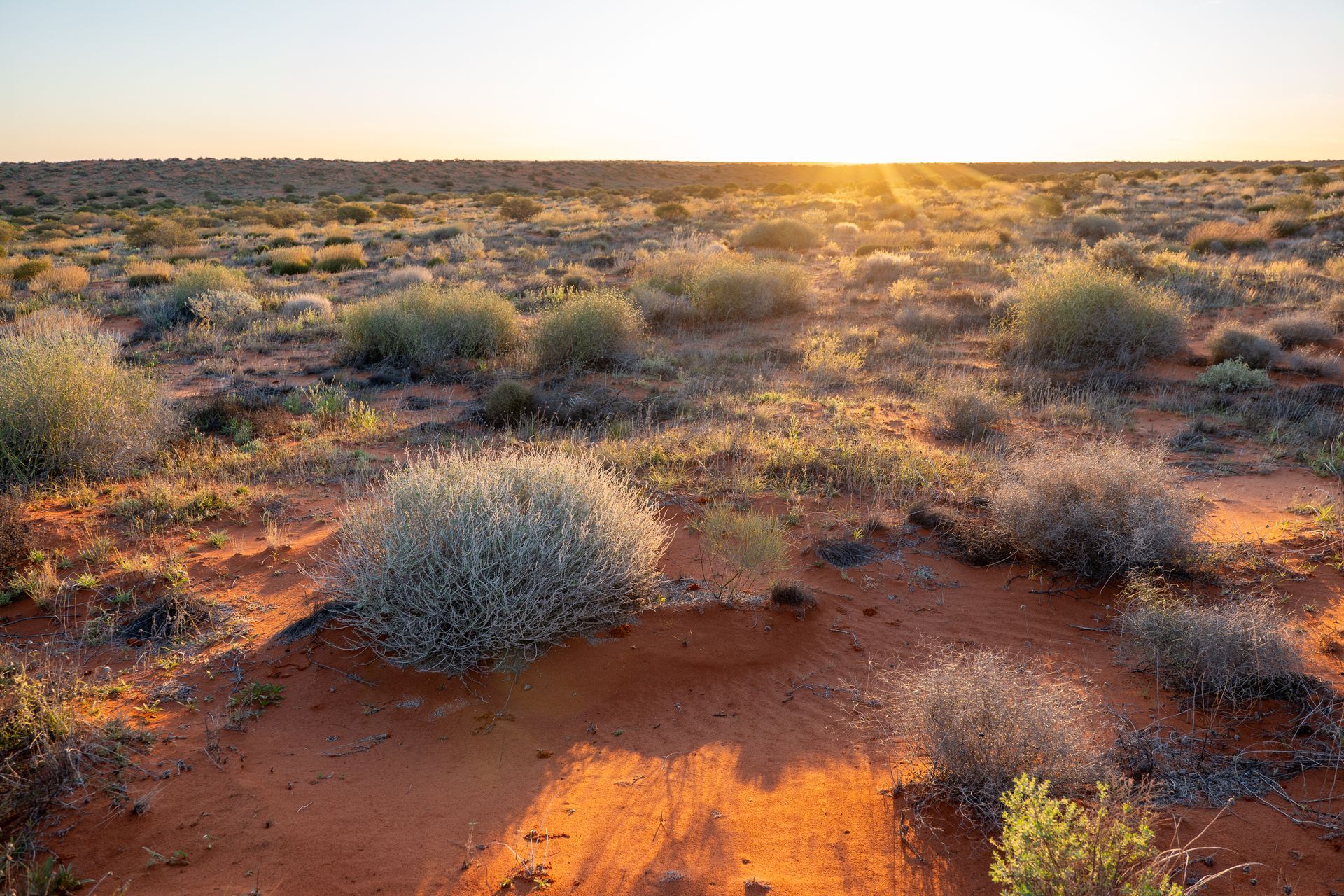 Low sun gilding red desert scrub under a wide sky in the Australian outback
